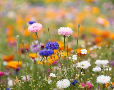 Logo trade promotional products image of: A4 wildflower seed paper sheet
