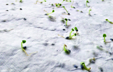 Logotrade promotional merchandise photo of: Wildflower seed business card.