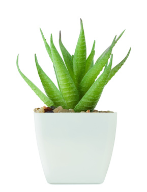 Logotrade dovana nuotrauka: Mini dirbtinis augalas