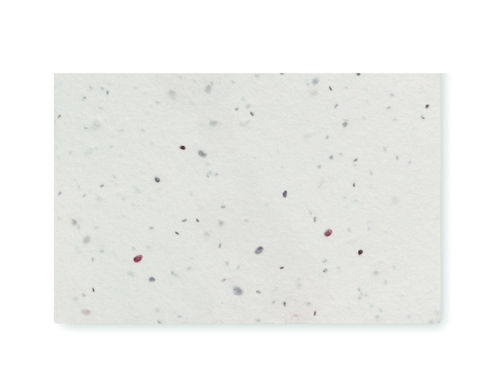 Лого трейд pекламные подарки фото: Wildflower seed business card.